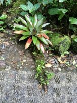Bromeliads like this one grow in all colors on the ground.