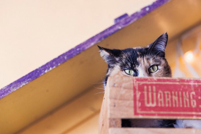 Photo of green eyed cat in box that says 'warning'