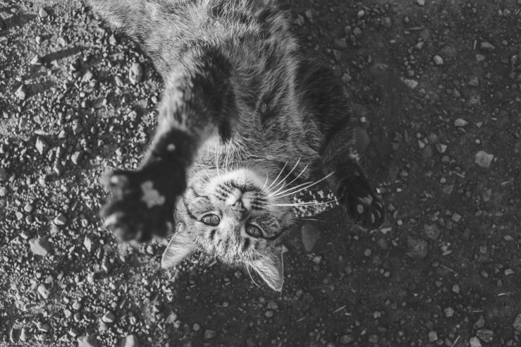 Black and white photo of striped tabby cat waving hello
