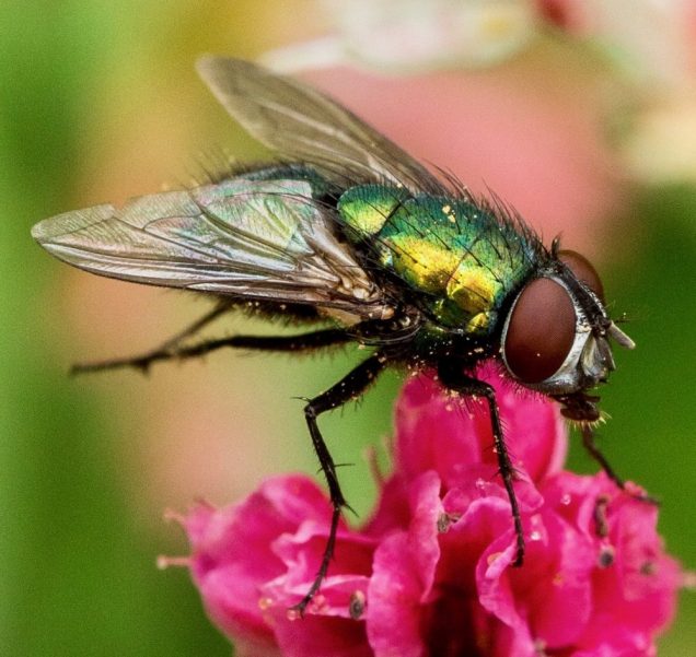 Close up of a fly courtesy by Richard Keys of Photosociology.wordpress.com
