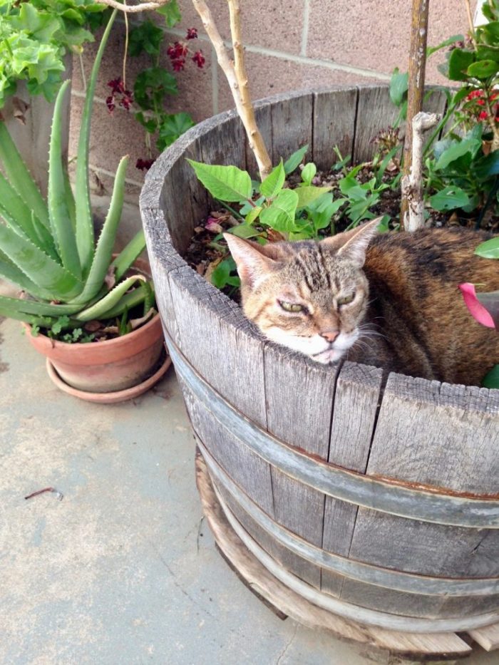 Photo of tabby cat lying among plants and flowers
