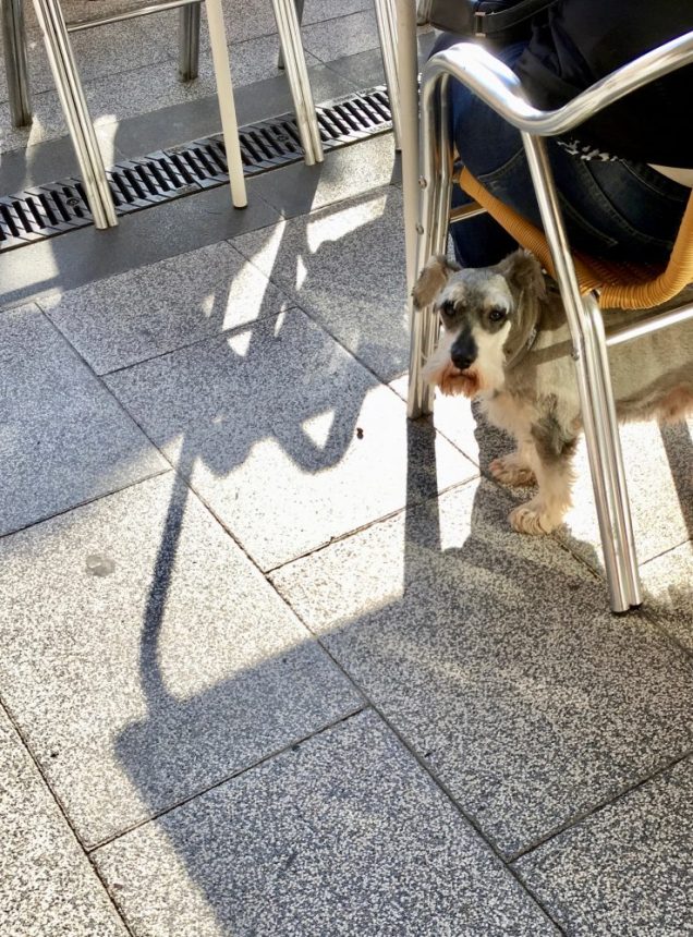 A dog under a chair.