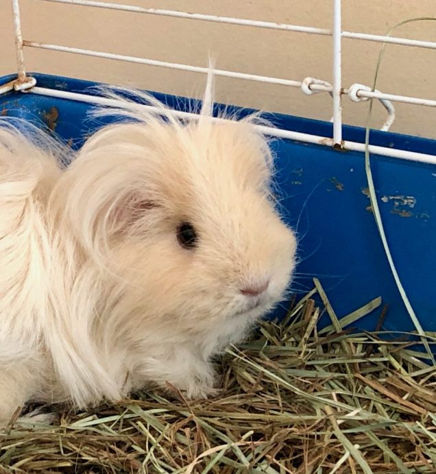 Photo of one of Ashley L. Peterson's guinea pigs, a white furry one. 