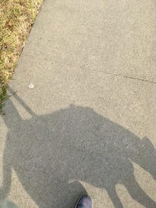 This photo of my dog's shadow is a bit of accidental art!
